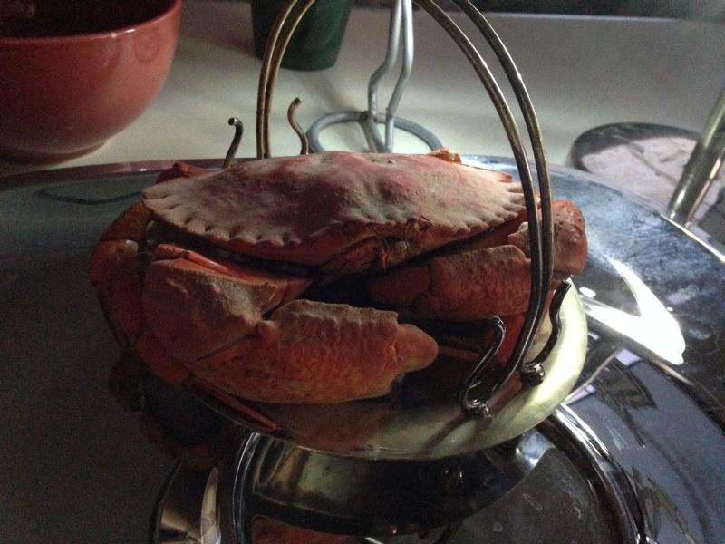 島でよく食べた赤岩カニ（red rock crab）。ズワイガニやダンジネスクラブに比べると体が小さく可食部も少ないぶん、食味に大変優れ身に甘みがあり、ハサミの肉は最高です。