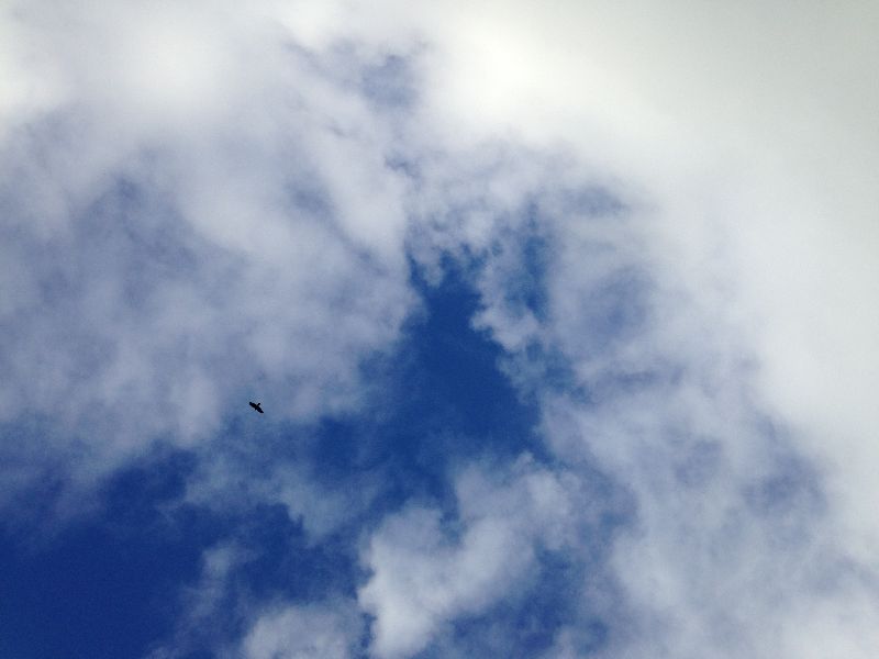 青い空の下で鷹のように自由に飛びたい。