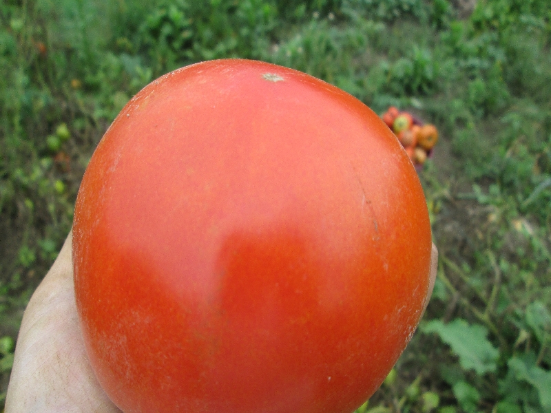 有機栽培したトマトです。毎朝に朝ごはんとして二つ食べました。美味しくて健康にもいい。食べた後気持ちがサラサラして爽やかです。