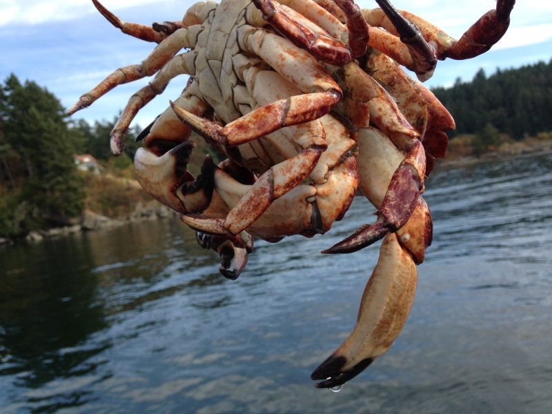 私の大好物、赤岩カニ（red rock crab）。いろんな海の幸を楽しめて本当に自然を感謝します。